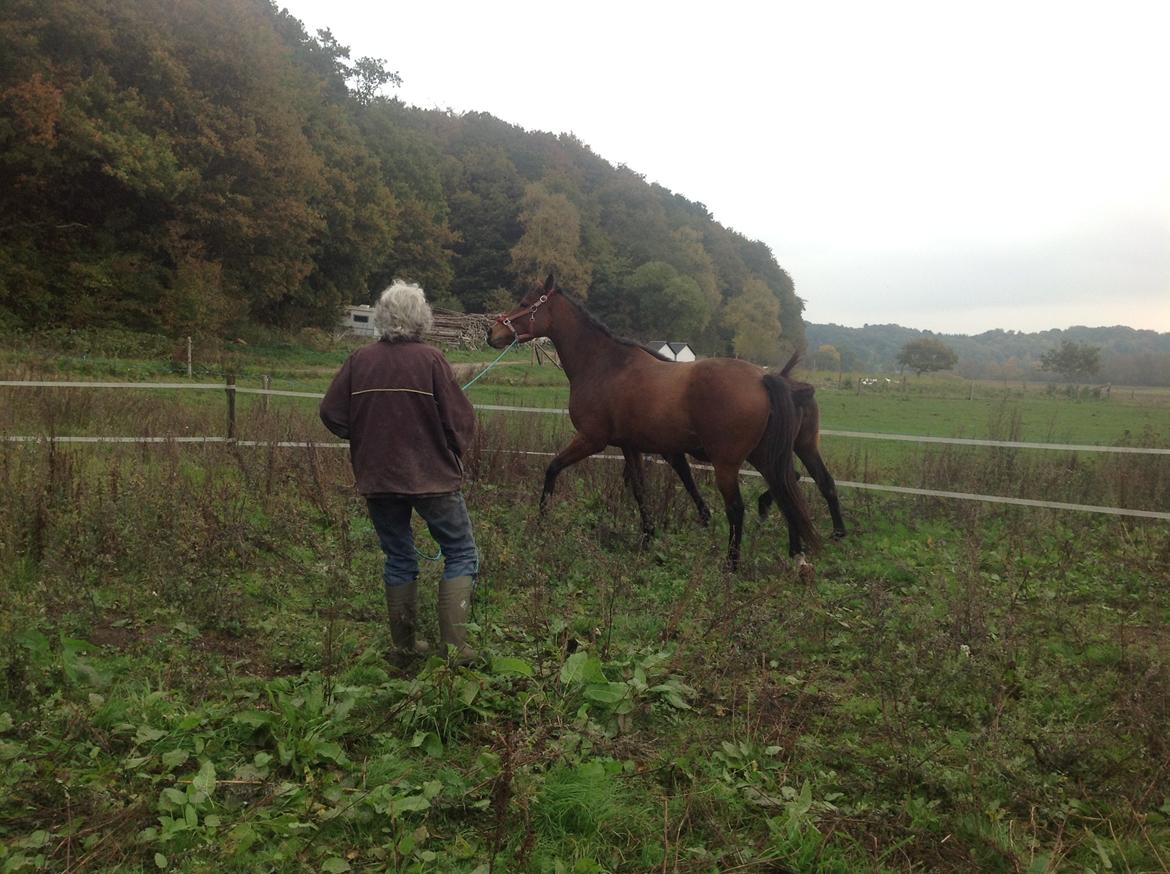Fuldblod (XX) Dalia - Så er vi i gang med at træne billede 10