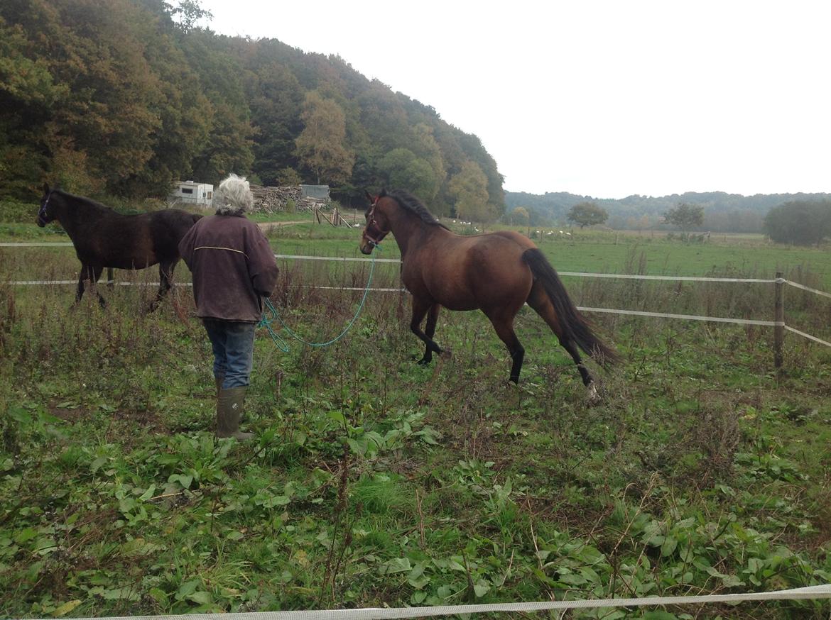 Fuldblod (XX) Dalia billede 11