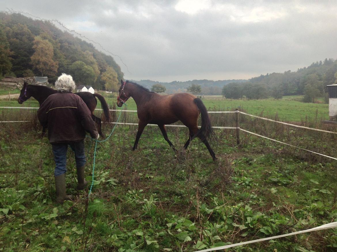 Fuldblod (XX) Dalia billede 12