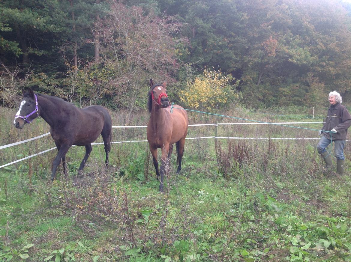 Fuldblod (XX) Dalia billede 13