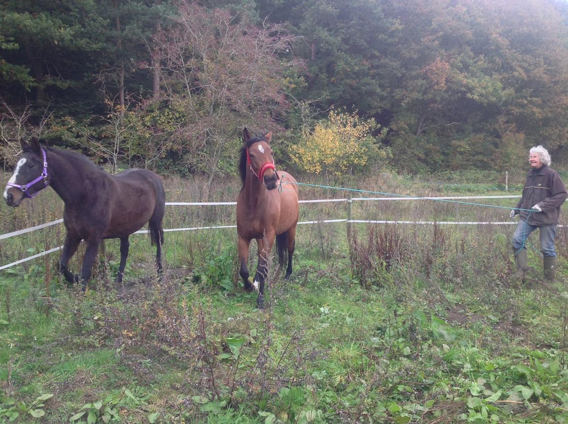 Fuldblod (XX) Dalia billede 14