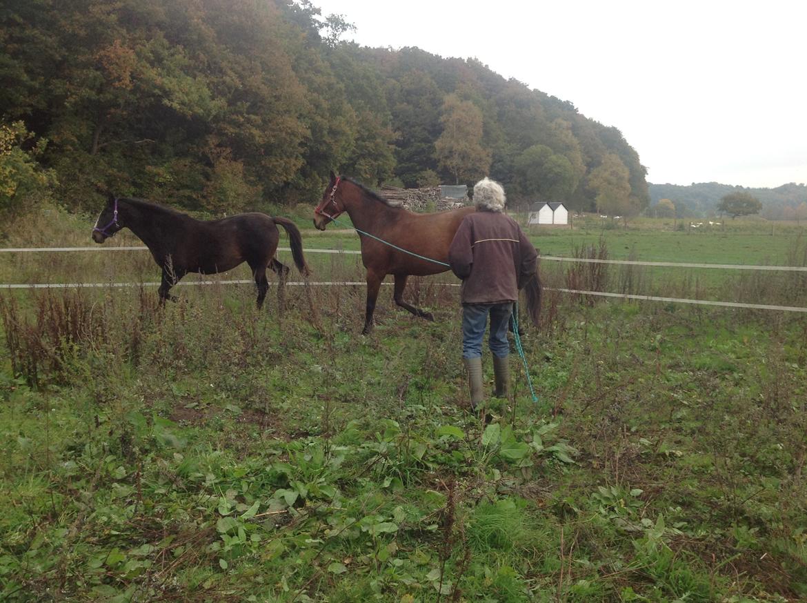 Fuldblod (XX) Dalia billede 15