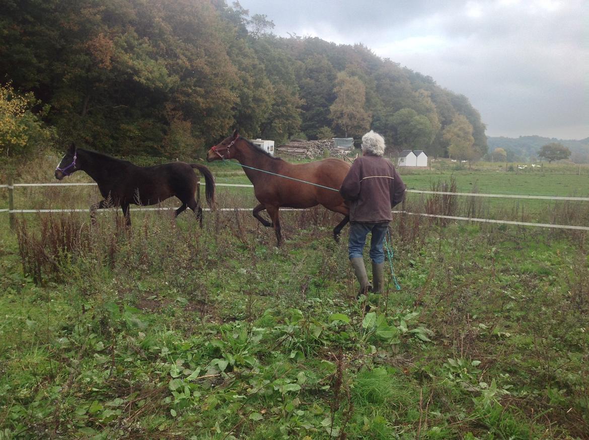 Fuldblod (XX) Dalia billede 16