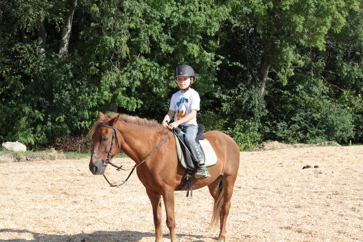 New Forest Marco Hamilton billede 1