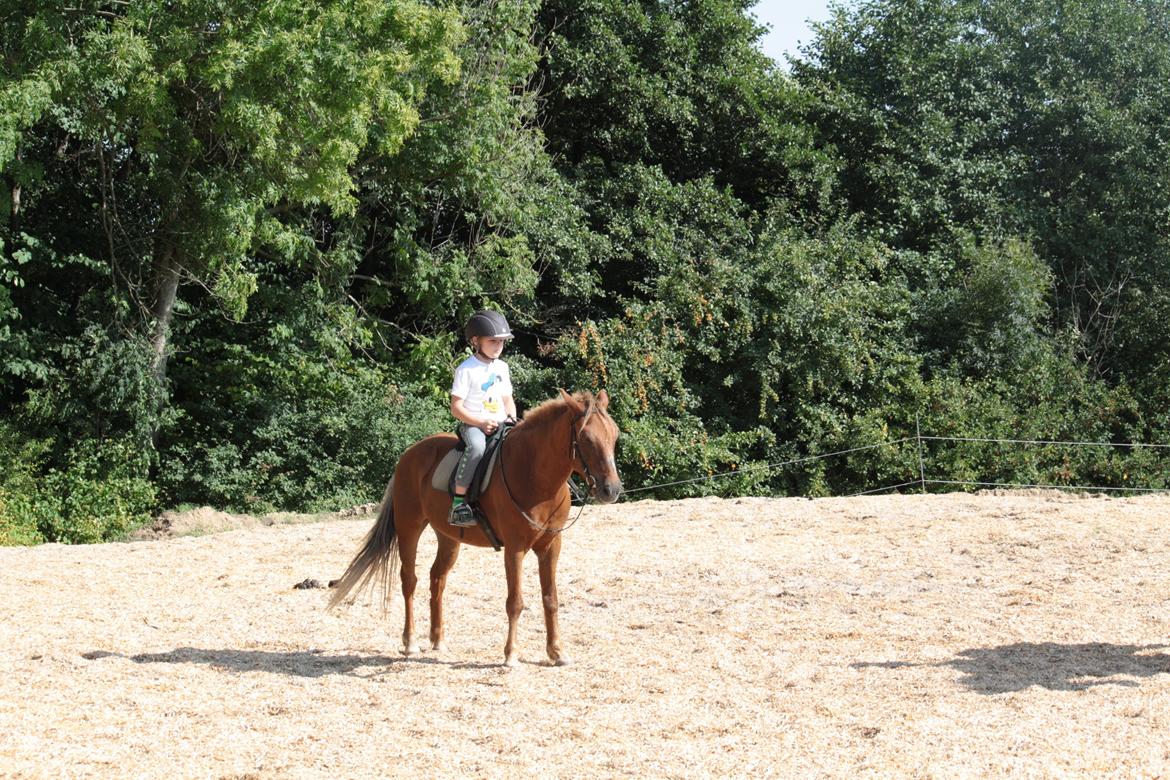 New Forest Marco Hamilton billede 2