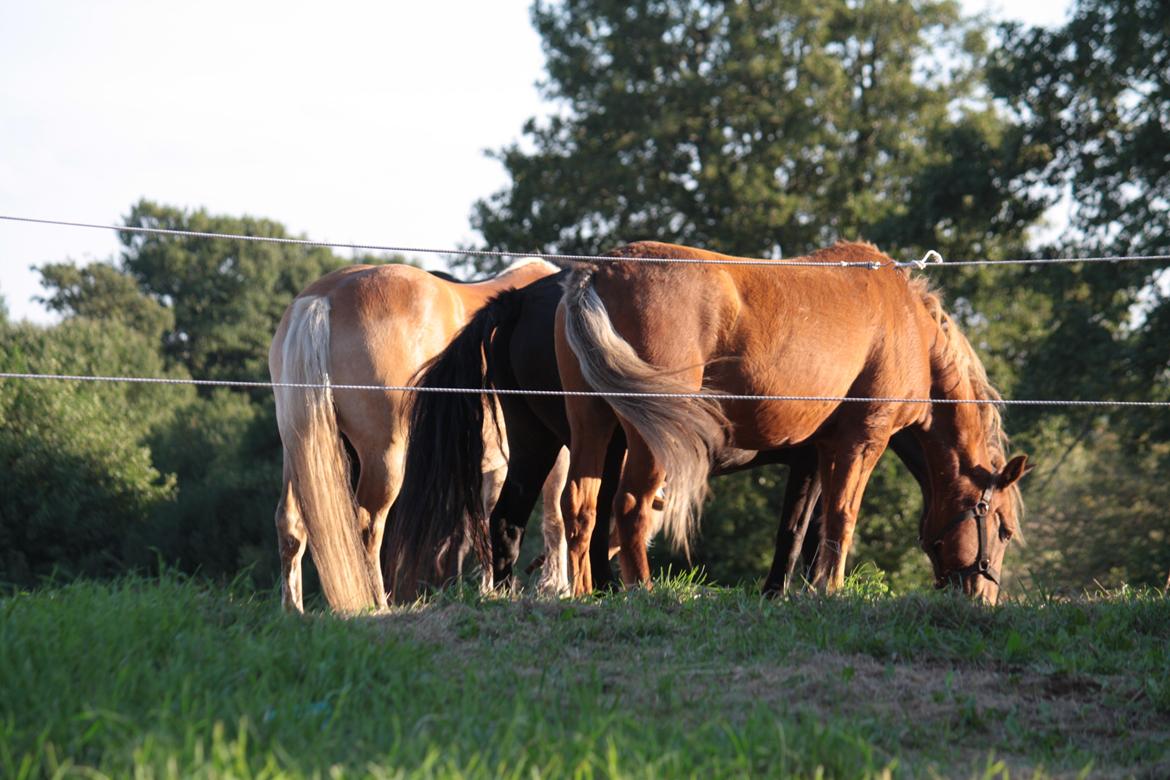 New Forest Marco Hamilton billede 3