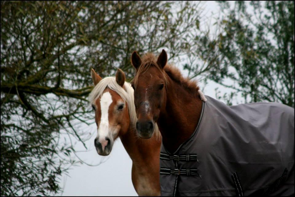 New Forest Marco Hamilton billede 4