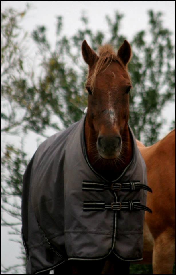 New Forest Marco Hamilton billede 5