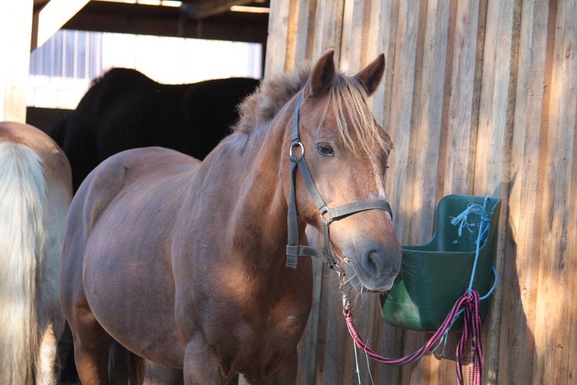 New Forest Marco Hamilton billede 6