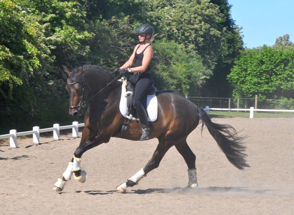 Dansk Varmblod Janus Lundsgård billede 6