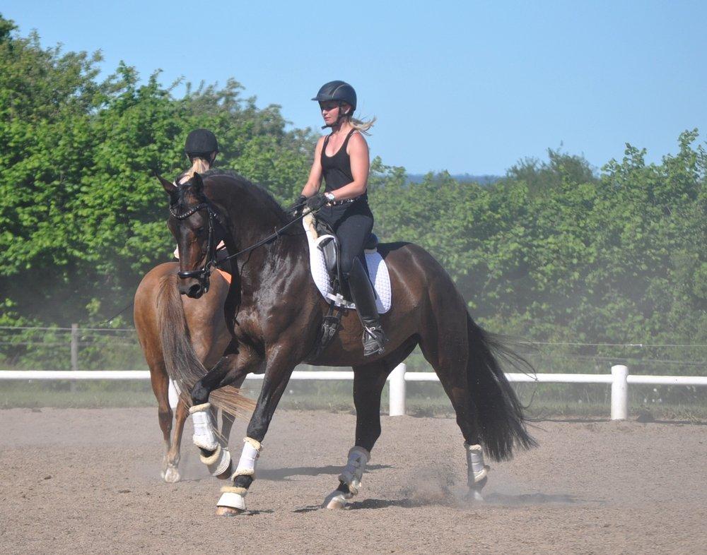 Dansk Varmblod Janus Lundsgård billede 7