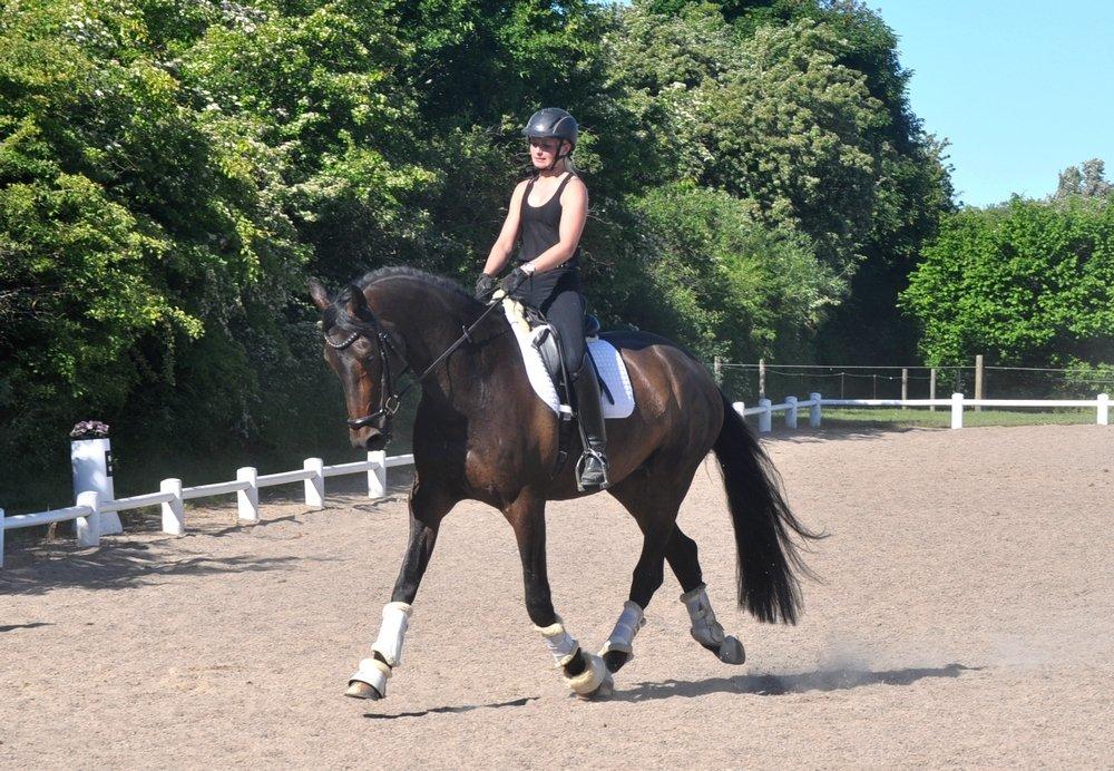 Dansk Varmblod Janus Lundsgård billede 8