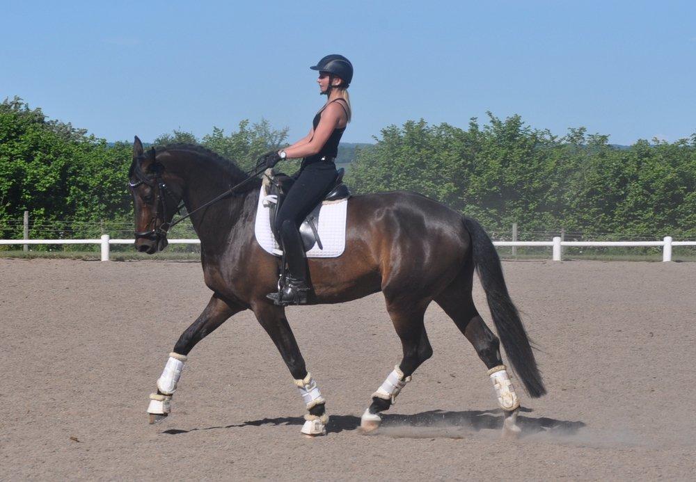 Dansk Varmblod Janus Lundsgård billede 10