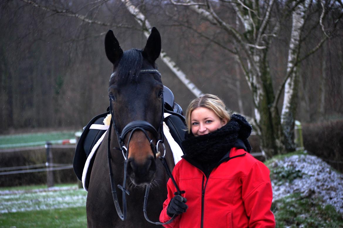 Dansk Varmblod Janus Lundsgård billede 20