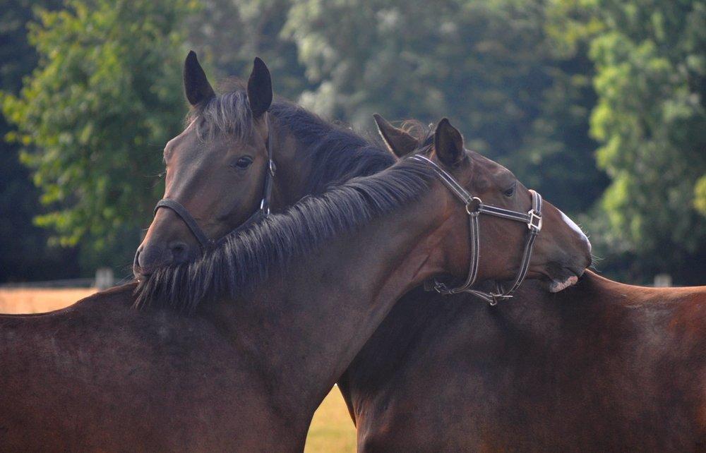 Dansk Varmblod Janus Lundsgård billede 5