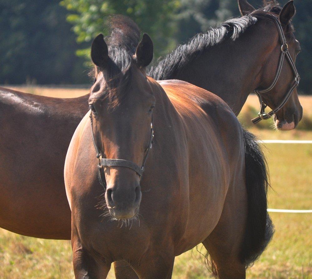 Dansk Varmblod Janus Lundsgård billede 11