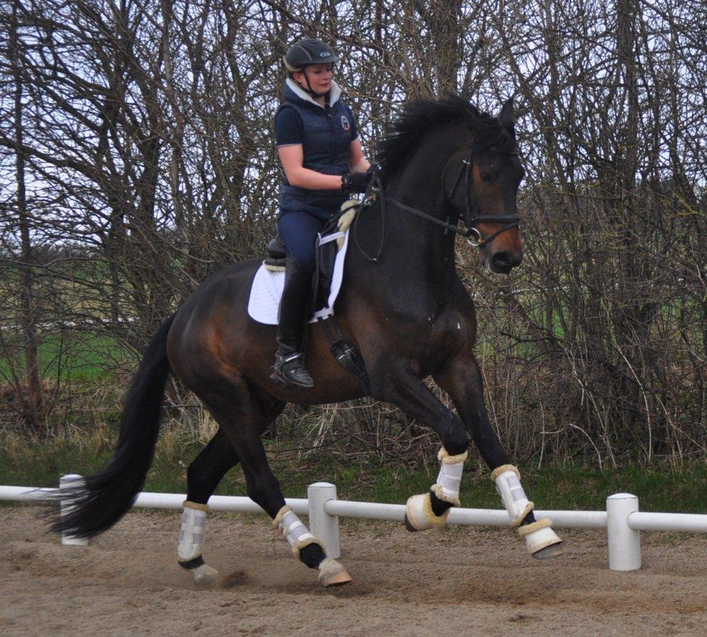 Dansk Varmblod Janus Lundsgård billede 3