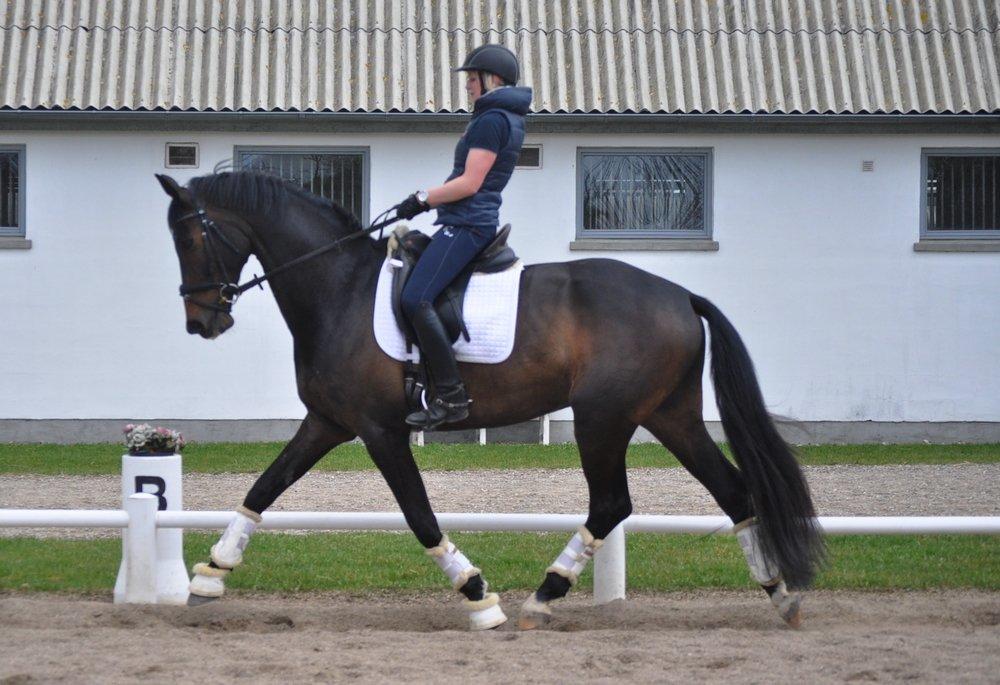 Dansk Varmblod Janus Lundsgård billede 12