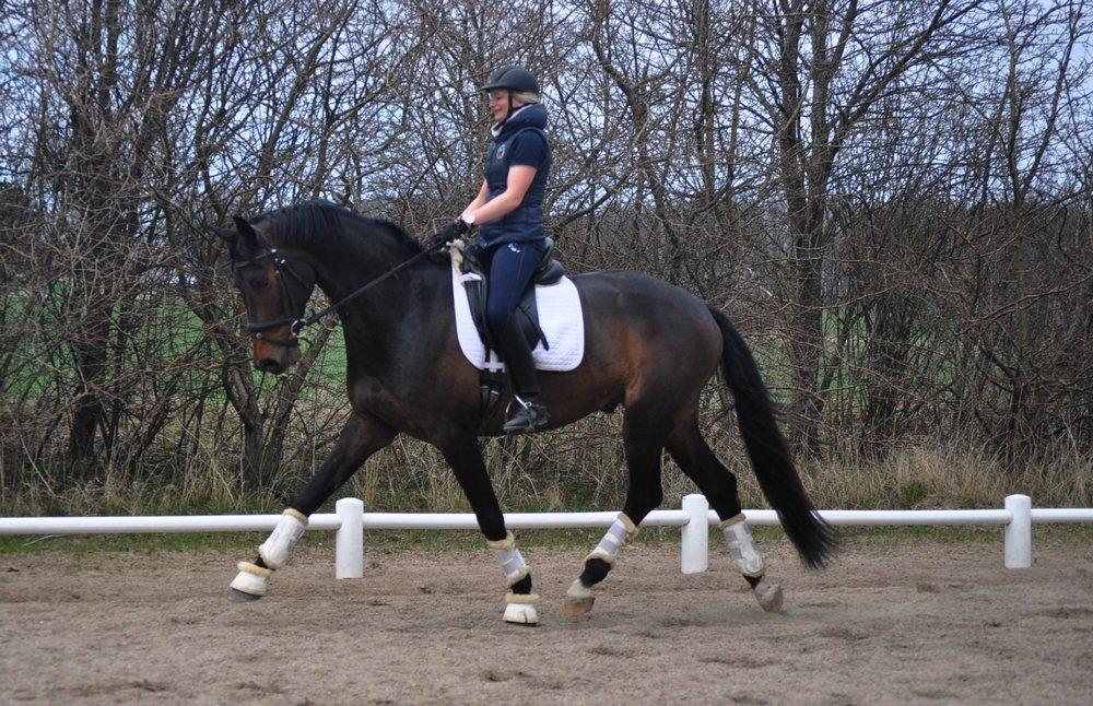 Dansk Varmblod Janus Lundsgård billede 4