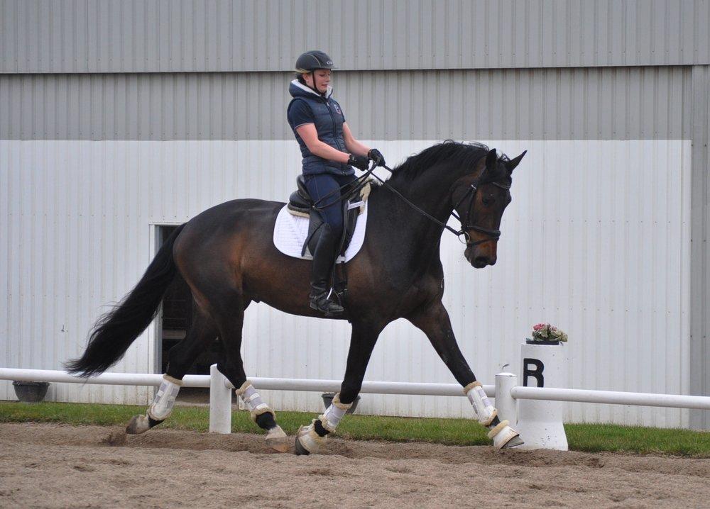 Dansk Varmblod Janus Lundsgård billede 13