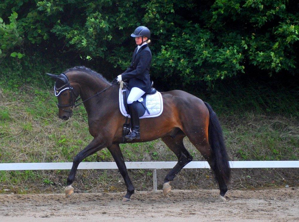 Dansk Varmblod Janus Lundsgård billede 2