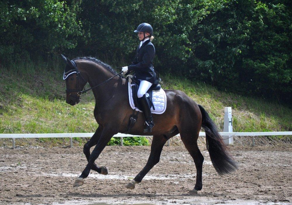 Dansk Varmblod Janus Lundsgård billede 14