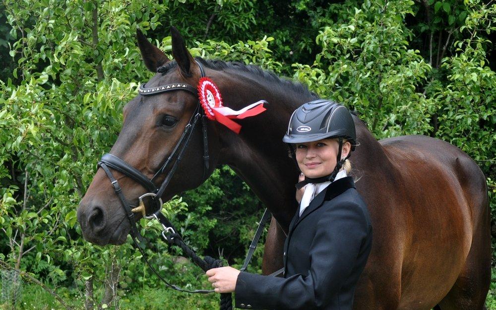 Dansk Varmblod Janus Lundsgård billede 1