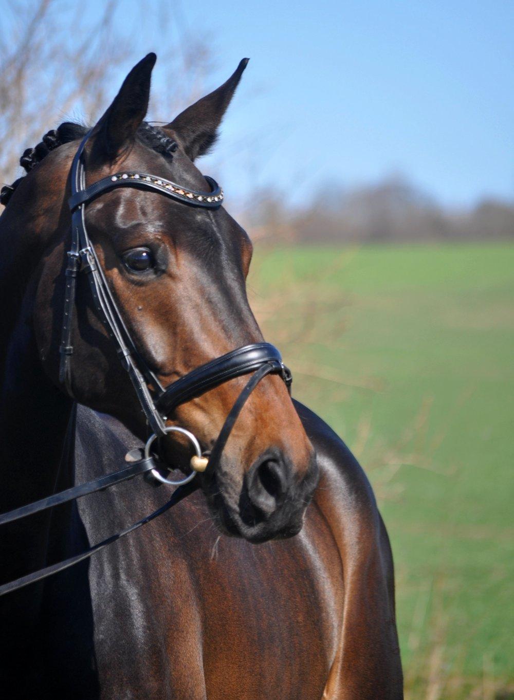 Dansk Varmblod Janus Lundsgård billede 16