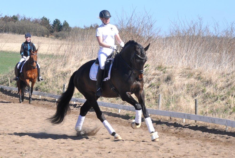 Dansk Varmblod Janus Lundsgård billede 9