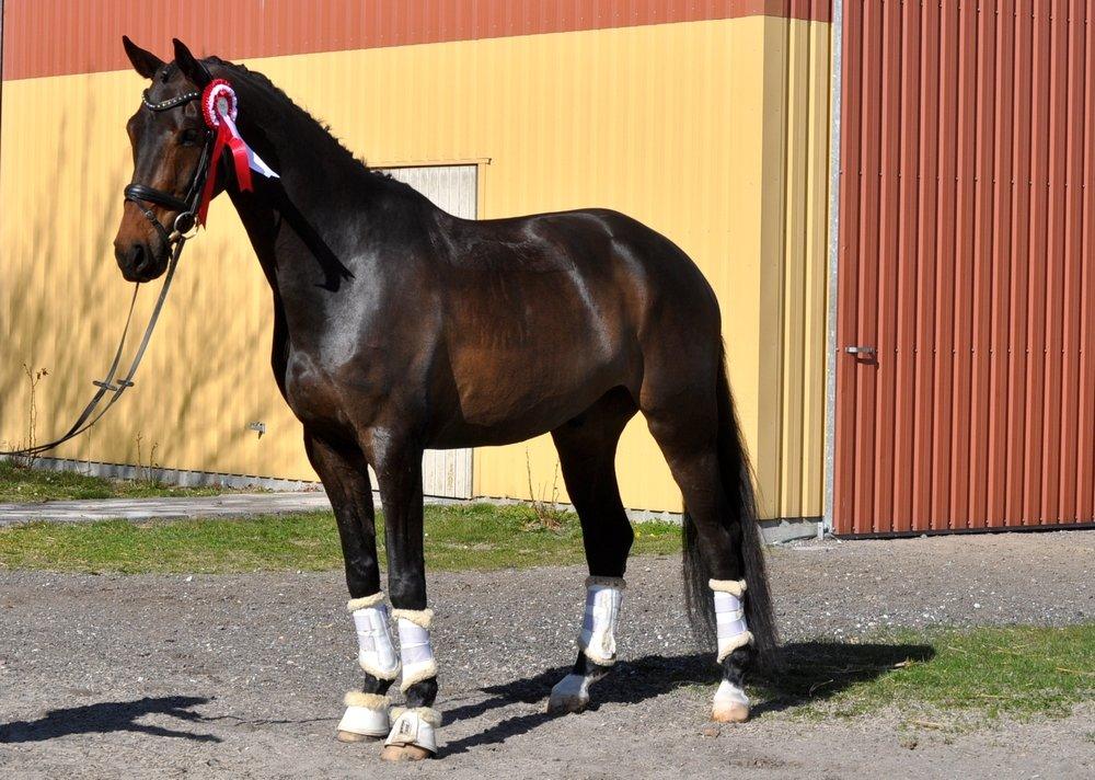 Dansk Varmblod Janus Lundsgård billede 17