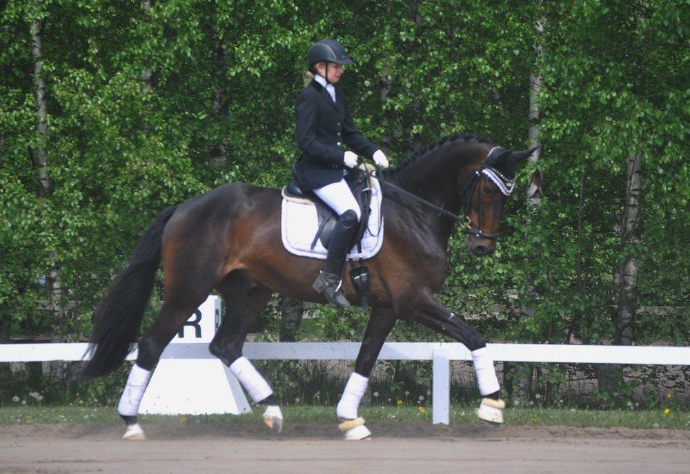 Dansk Varmblod Janus Lundsgård billede 18