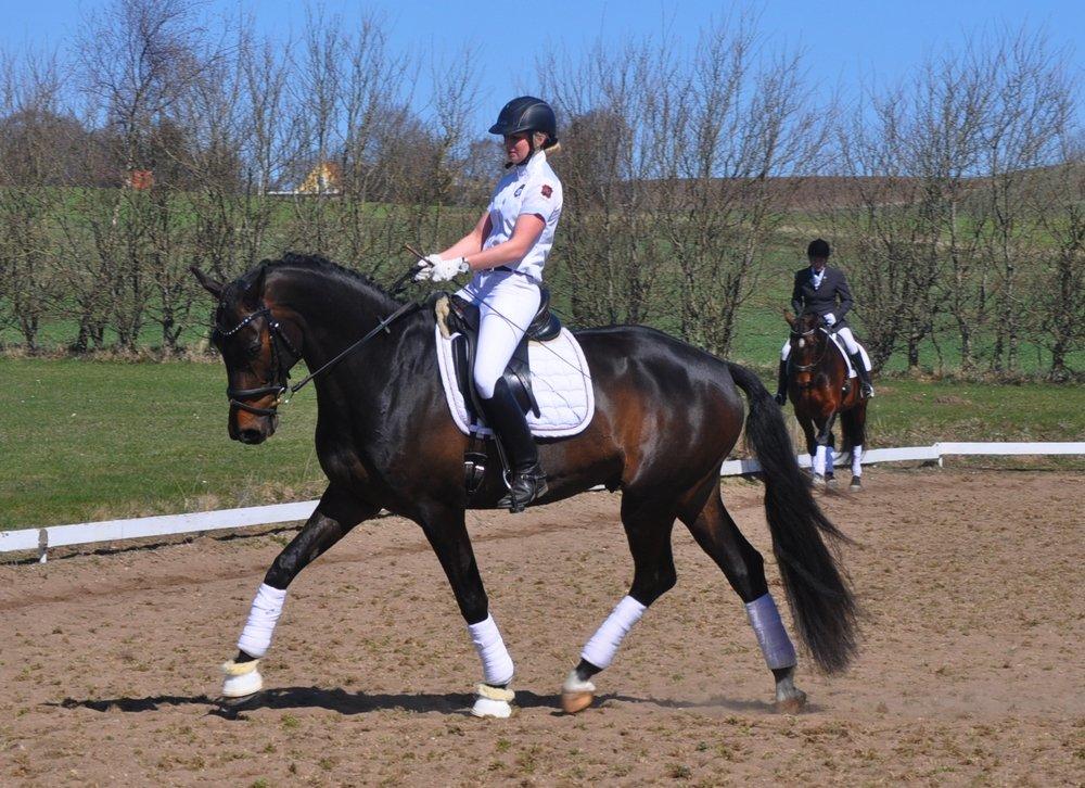 Dansk Varmblod Janus Lundsgård billede 19