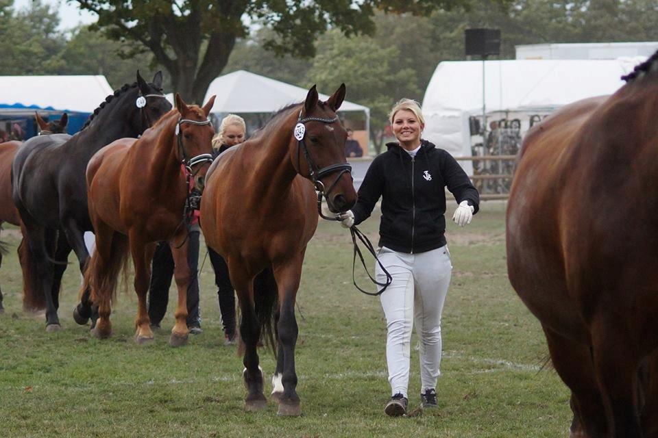 Oldenborg Vladimir - Stor Hestedag 2013 billede 5