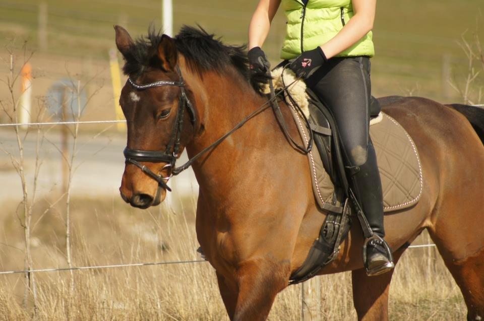 Oldenborg Vladimir - Genoptræning efter sene skade. 2013 billede 7