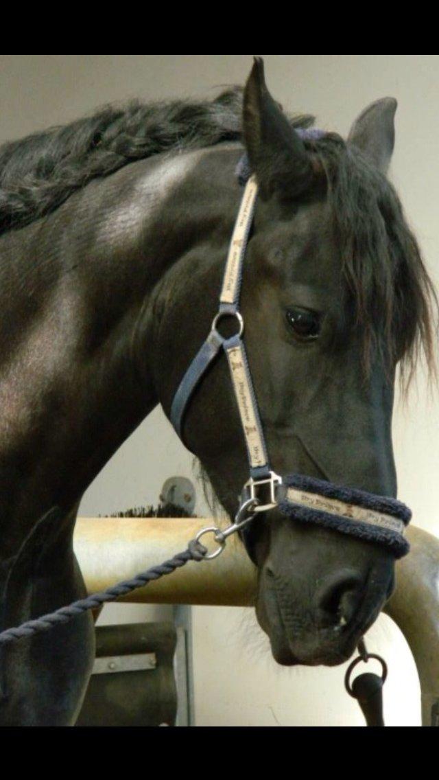 Frieser Zafir * Den bedste*<3 billede 23