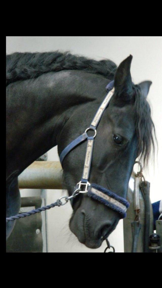 Frieser Zafir * Den bedste*<3 billede 26