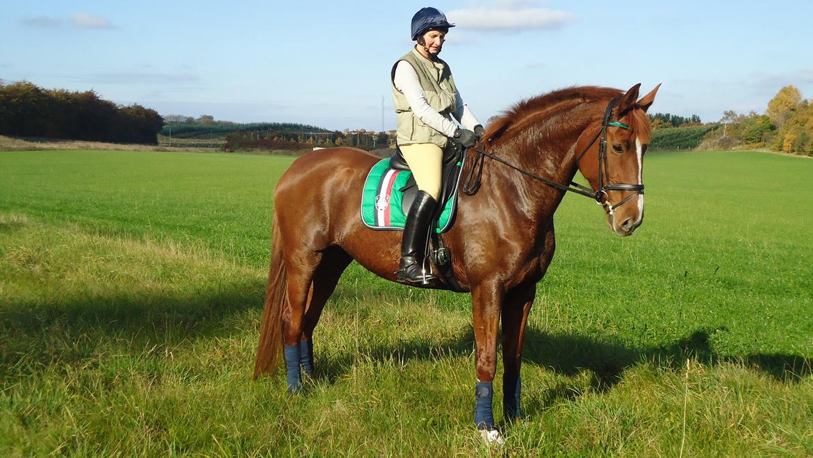 Dansk Varmblod Virgin´s Salsa - Mor og Salsa oktober 2013 billede 16