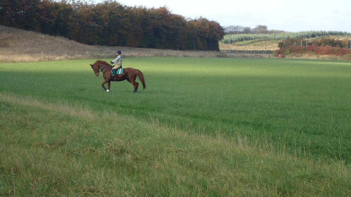 Dansk Varmblod Virgin´s Salsa - oktober 2013 billede 17