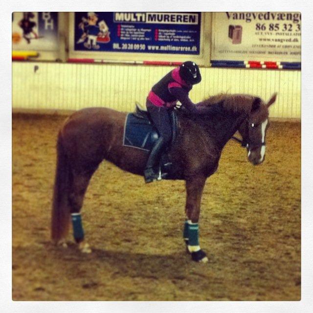 Dansk Varmblod Virgin´s Salsa - Salsa og jeg februar 2013 billede 20