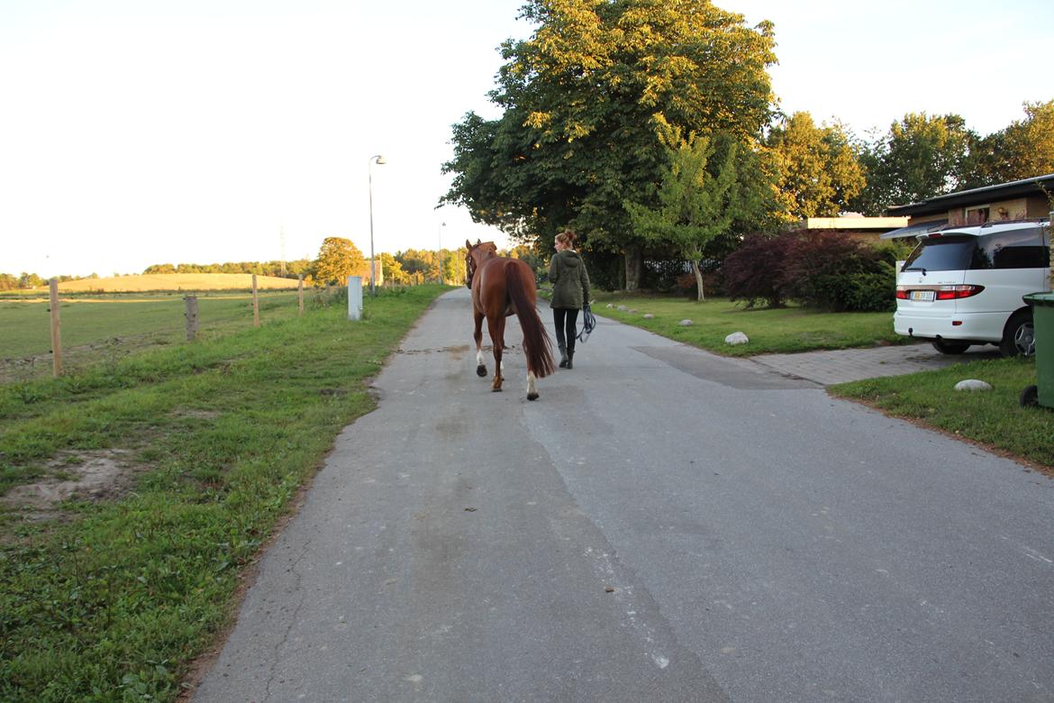 Frederiksborg Dior billede 4