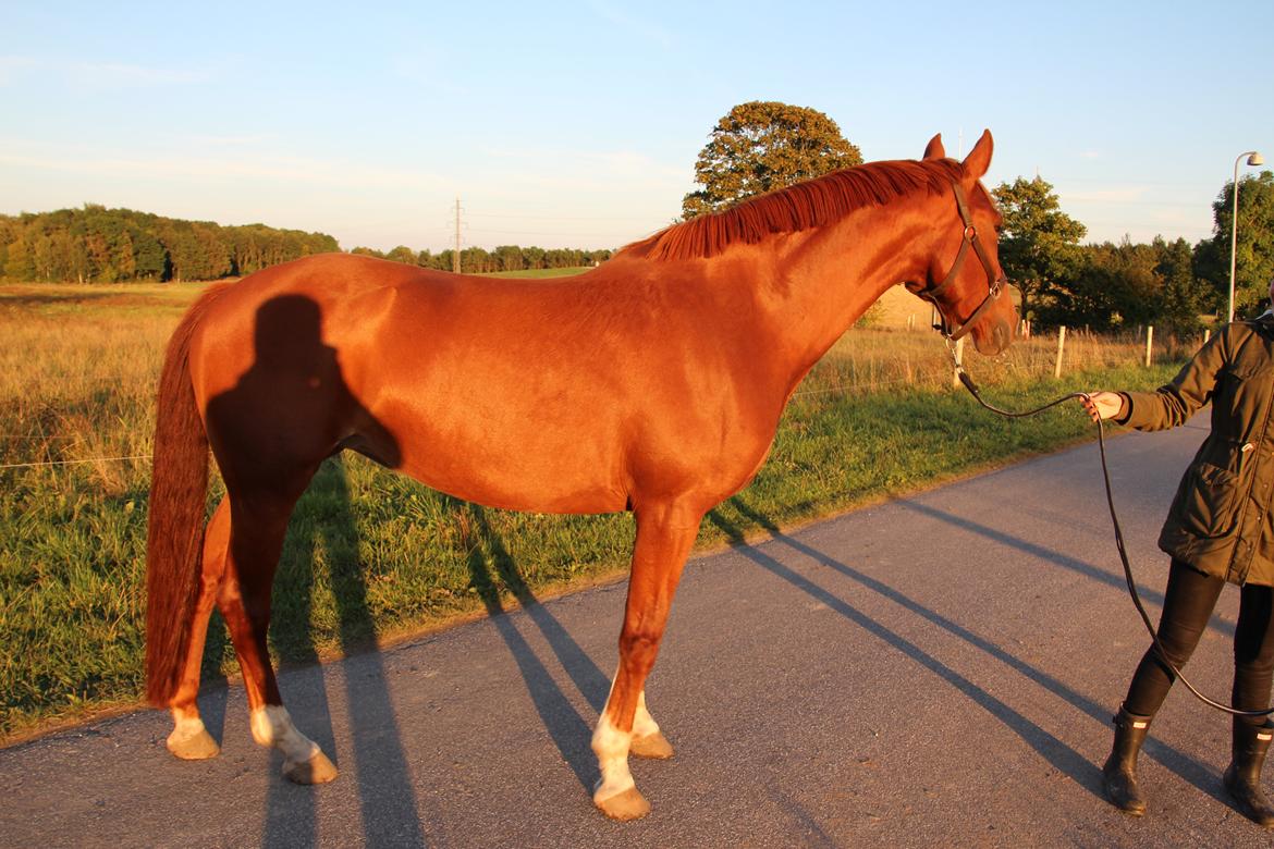 Frederiksborg Dior billede 3