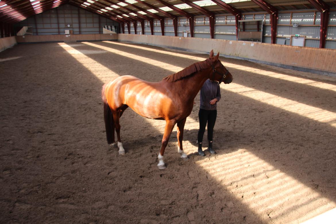 Frederiksborg Dior billede 6