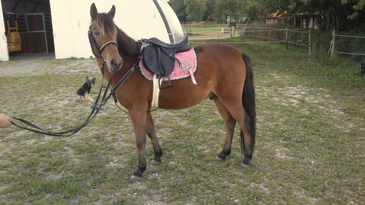 Kaspisk hest Galant - Galant sit nye udstyr :-) Primo okt 13 billede 3