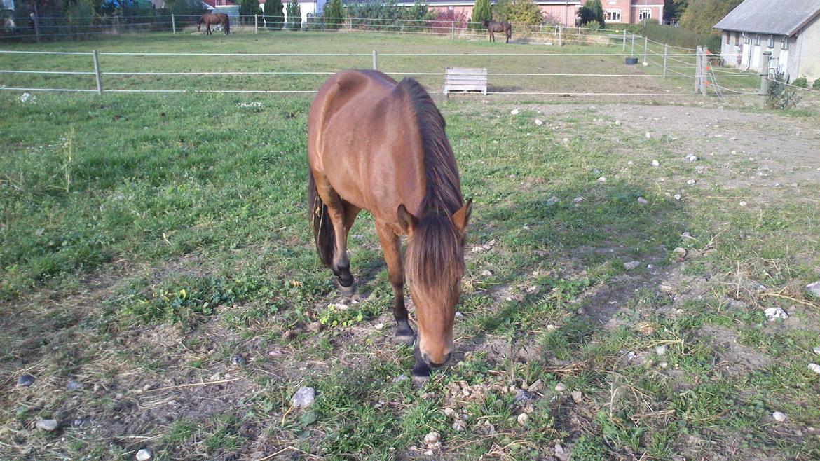 Kaspisk hest Galant - medio okt 2013 billede 5