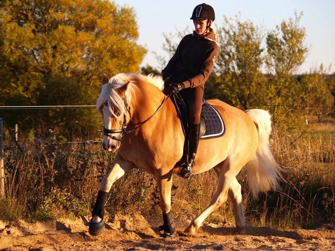 Haflinger Waldy billede 27