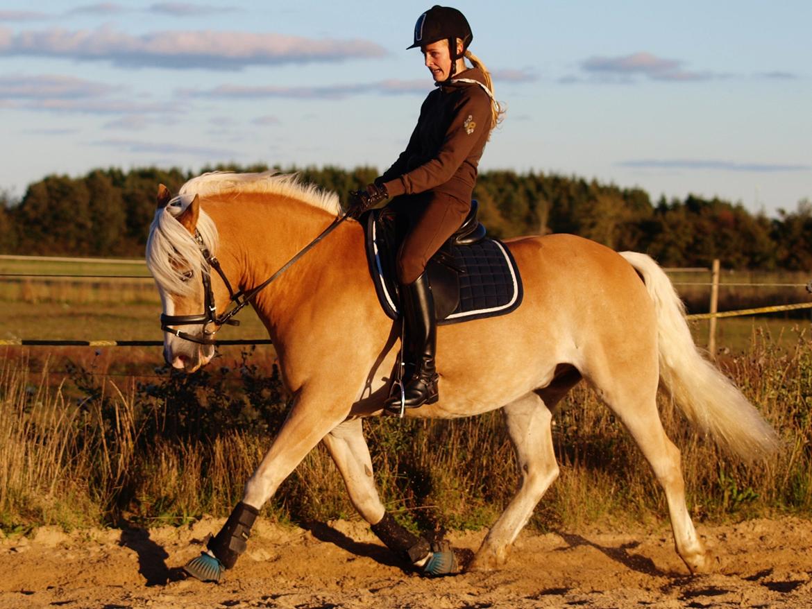 Haflinger Waldy billede 28