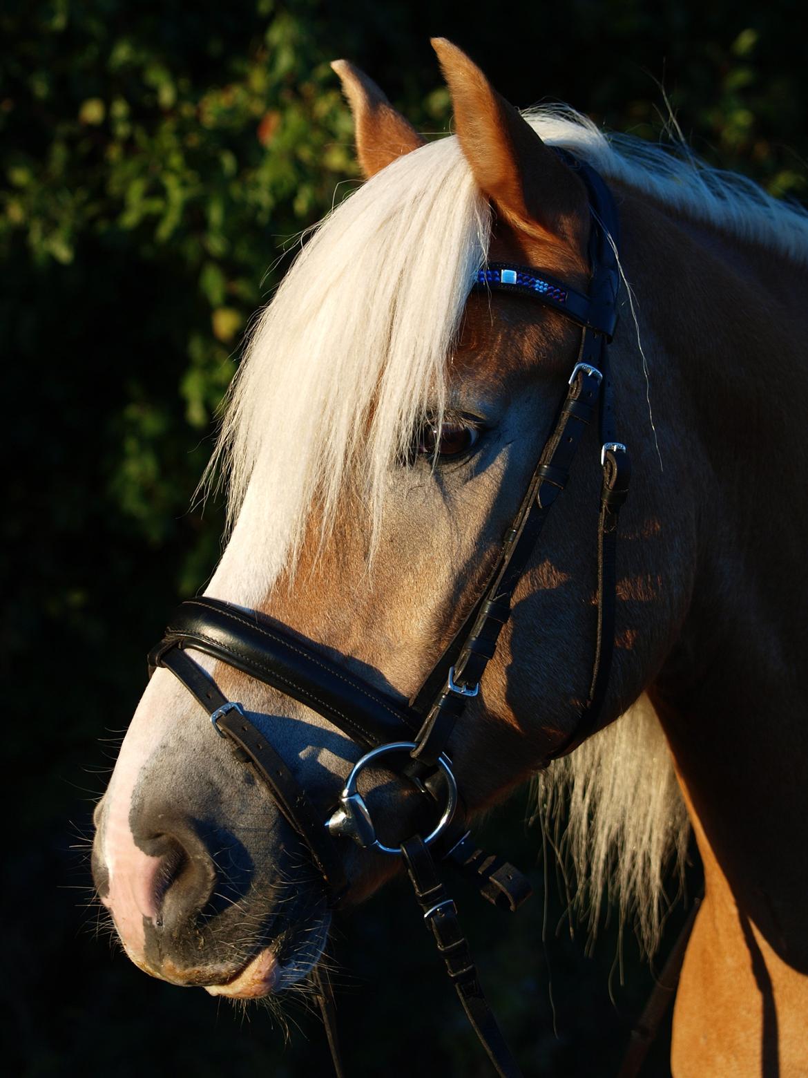 Haflinger Waldy billede 29