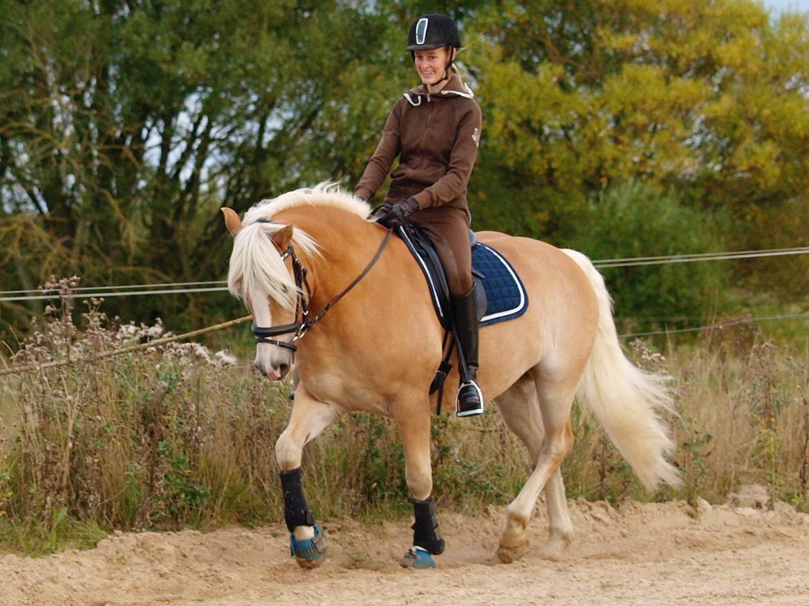 Haflinger Waldy billede 30