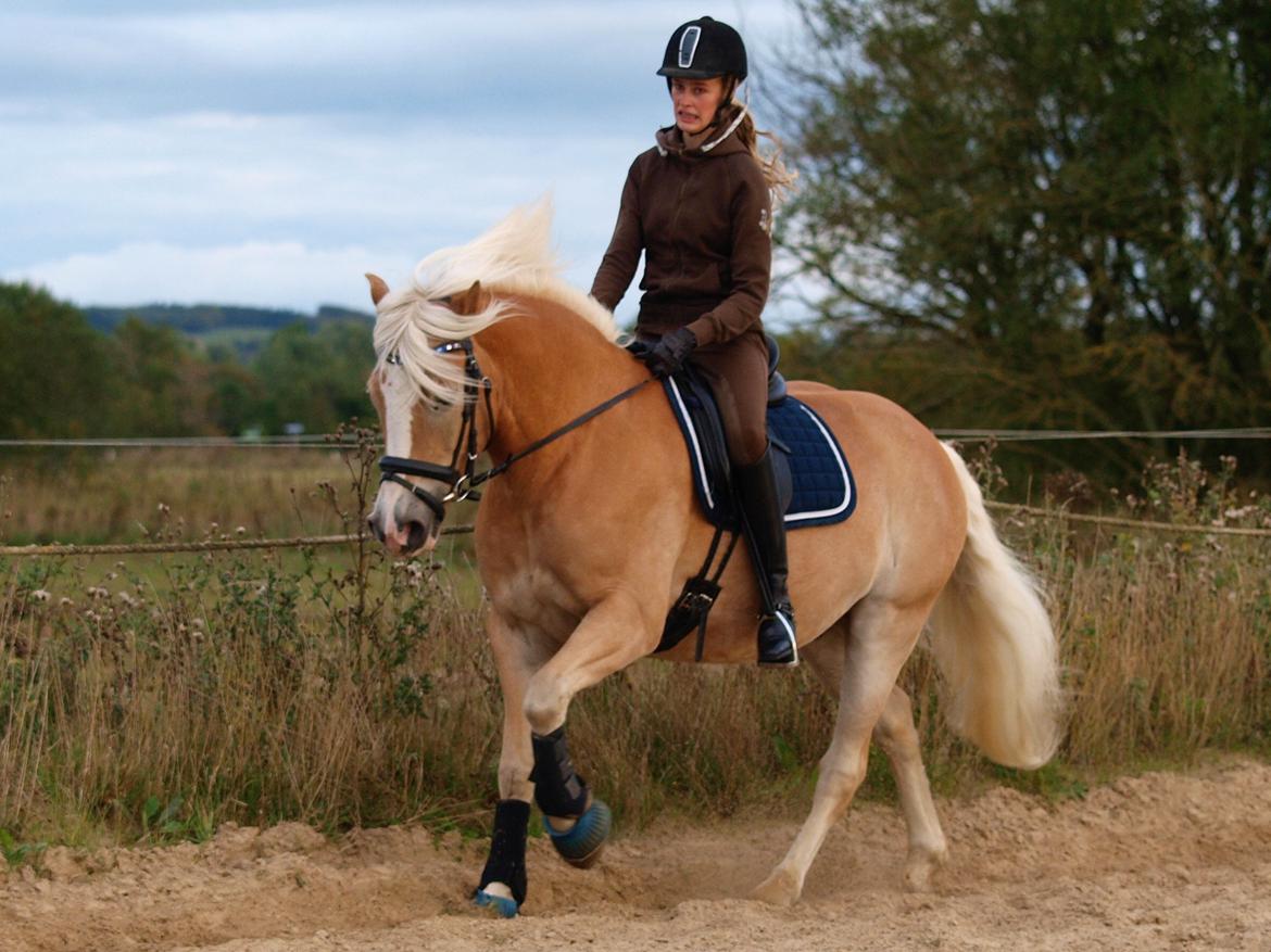 Haflinger Waldy billede 31