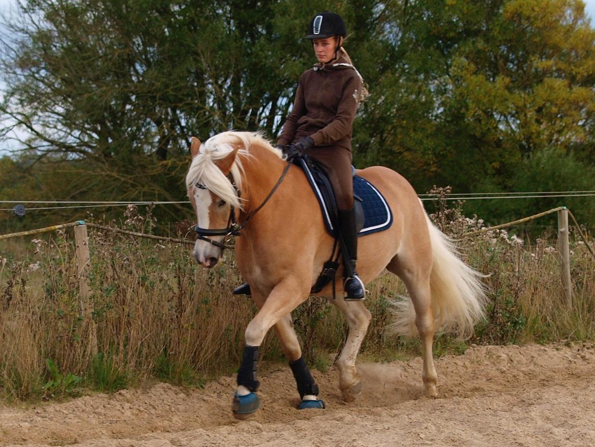 Haflinger Waldy billede 32